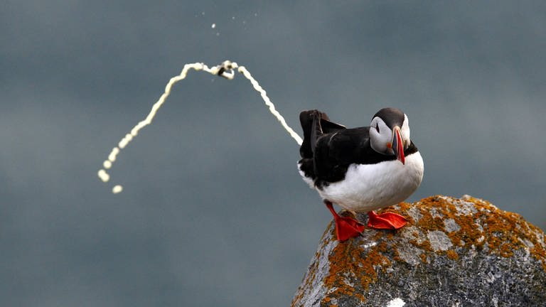 Ein Vogel entledigt sich eines Geschäfts (Foto: IMAGO, imago stock&people)