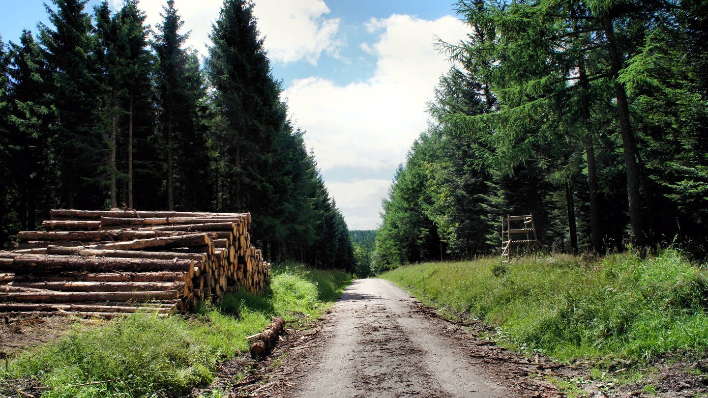 Wald (Foto: IMAGO, PantherMedia / Edith Czech)