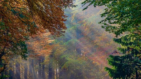 Wald (Foto: IMAGO, imago images/blickwinkel)