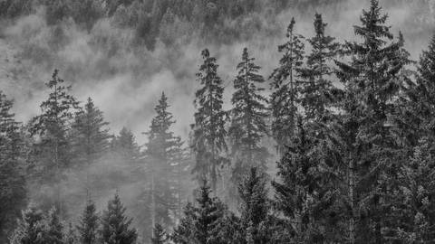 Wald (Foto: IMAGO, IMAGO/Christian Heeb)