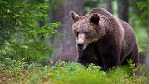 Italy, Cavizzana  Trentino Alto Adige - April 12, 2023 JJ4, the bear that killed Andrea Papi. Confirmed by genetic analysis Gaia JJ4 (Foto: picture-alliance / Reportdienste, picture alliance / ROPI | Trento/PA)