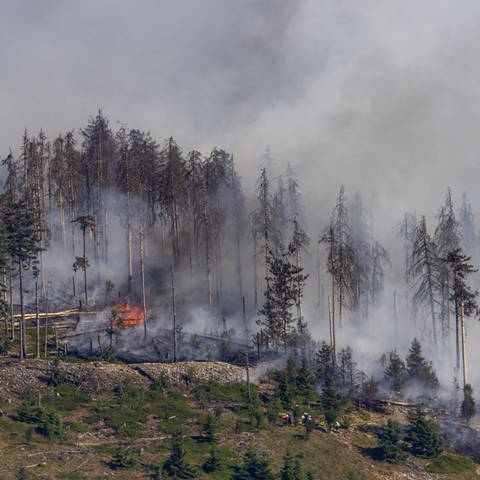 aldbrand am Alkönig im Taunus Der Wald am westlichen Hang des Berges (Foto: IMAGO, IMAGO / Jan Eifert)