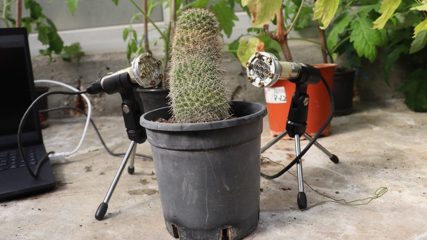 Das am 30.3.2023 von der Universität von Tel Aviv herausgegebene Bild zeigt zwei Mikrofone die neben einem Kaktus stehen. (Foto: dpa Bildfunk, picture alliance/dpa/Tel Aviv University | Tel Aviv University)