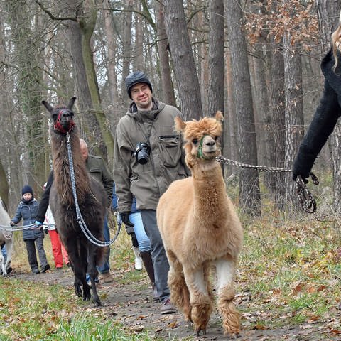 Teilnehmer einer Wandertour mit Lamas und Alpakas Symbolfoto (Foto: picture-alliance / Reportdienste, Patrick Pleul)