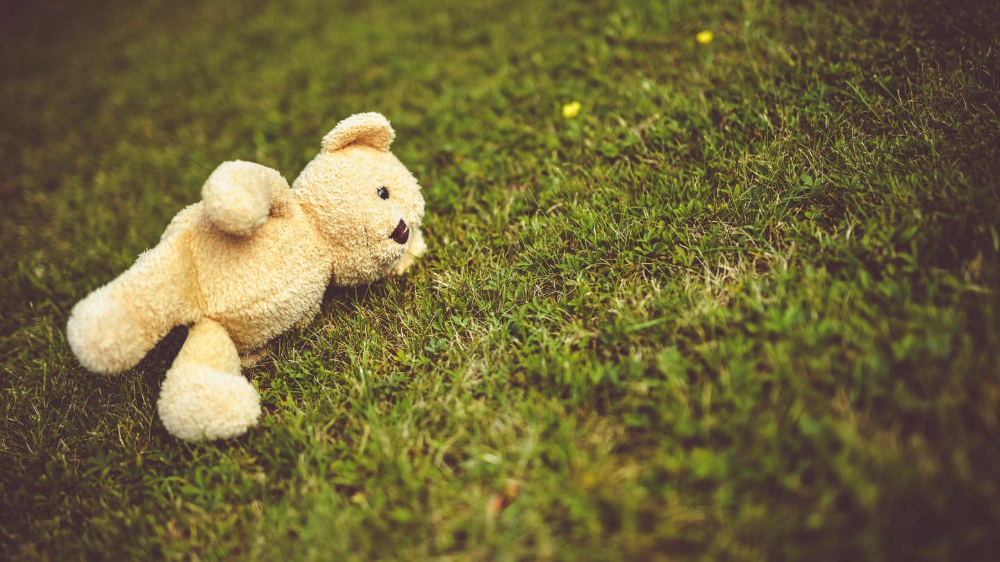 Teddy liegt auf dem Rasen (Foto: IMAGO, IMAGO / Christian Ohde)