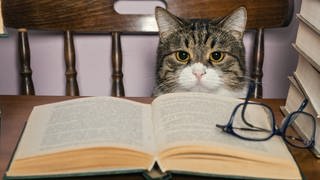 Eine Katze mit Brille vor einem Stapel Bücher (Foto: imago images, IMAGO / agefotostock)