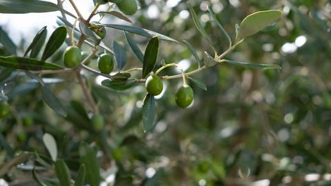 Oliven am Olivenbaum (Foto: IMAGO, Wassilis Aswestopoulos)
