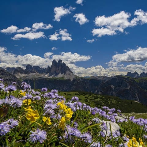 Blumenwiese und Berge in Toblach, Südtirol (Foto: IMAGO, imago / ImageBroker)