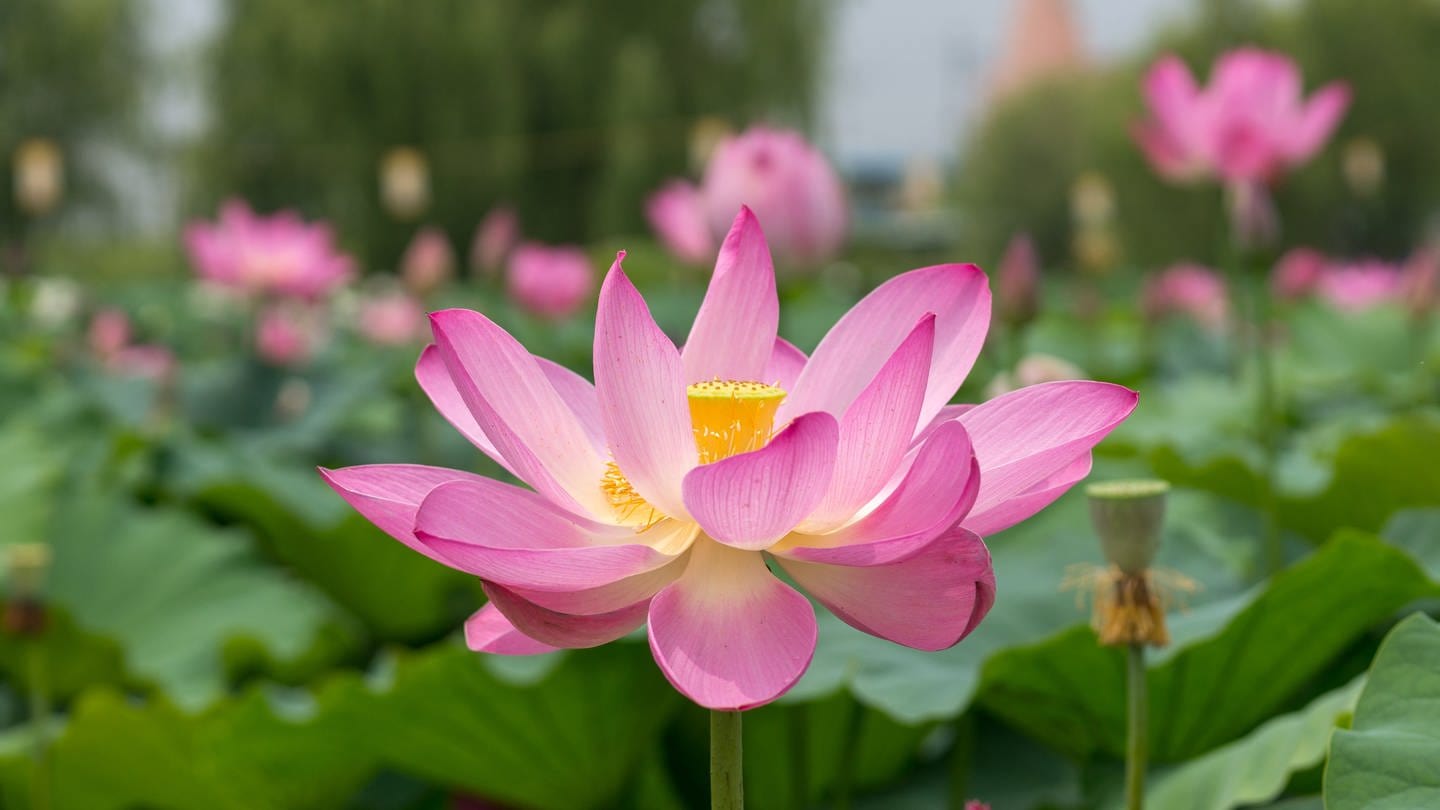 Die Lotusblume (Foto: IMAGO, Imago, Panthermedia aaron90311)