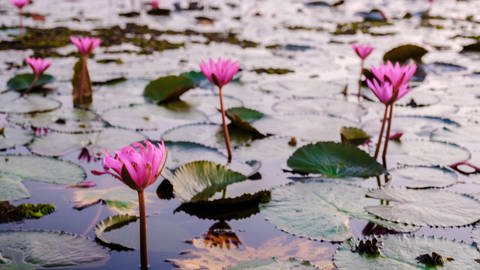 Die Lotusblume: Unschuldig orientalisiert bei Schumann und Lehár - SWR  Kultur