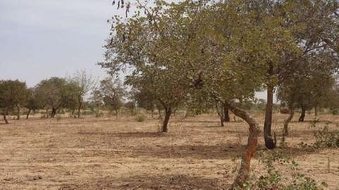 Bäume in der Sahelzone (Foto: SWR, SWR - Thomas Kruchem)