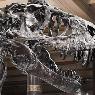Tyrannosaurus rex Tristan, Naturkundemuseum Berlin (Foto: picture-alliance / Reportdienste, picture-alliance / Reportdienste -)