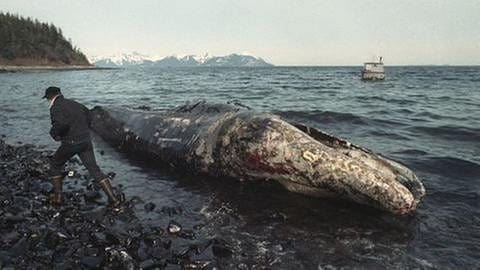 Verendeter Grauwal nach der Havarie der Exxon Valdez im April 1989 (Foto: picture-alliance / Reportdienste, picture alliance/AP Photo - AP Photo/John Gaps)
