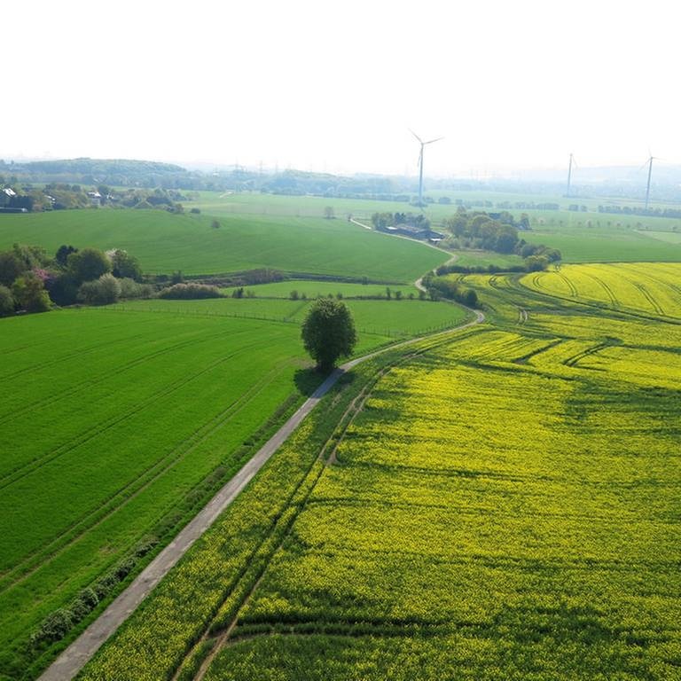 Getreidefelder und blühende Rapsfeldferder mit Windkrafträdern im Hintergrund (Foto: SWR, picture alliance / blickwinkel/f - fotototo)