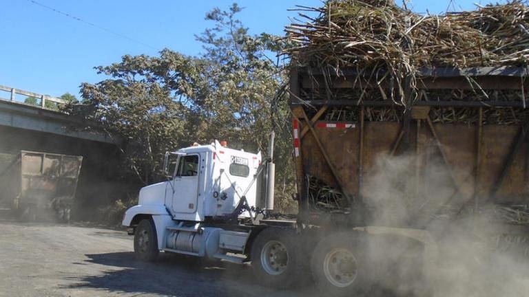 Das Zuckerrohr wird in großen Lastwagen zu den Verarbeitungsfabriken transportiert. (Foto: SWR, Andreas Boueke -)