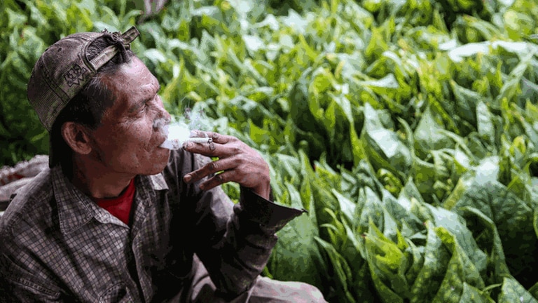 Ein Mann raucht auf einer Tabakplantage auf Java  Indonesien (Foto: picture-alliance / dpa, picture-alliance / NurPhoto - Garry Lotulung)