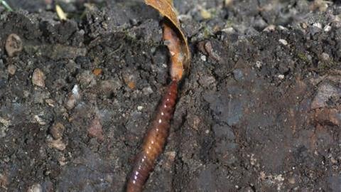 Ein Regenwurm auf Mutterboden (Foto: IMAGO, imago stock&people -)