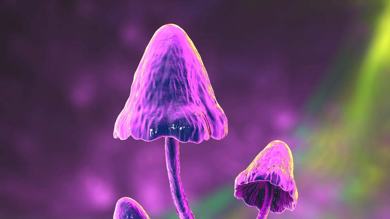 Eine Computer-Illustration von Magic Mushrooms (Foto: IMAGO, IMAGO / Science Photo Library)