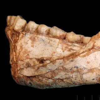 Unterkiefer, gefunden in Jebel Irhoud  Marokko, ca. 300.000 Jahre alt (Foto: picture-alliance / Reportdienste, Picture Alliance)