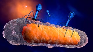 Bakteriophagen greifen ein Bakterium an (Foto: imago images, imago images / Westend61)