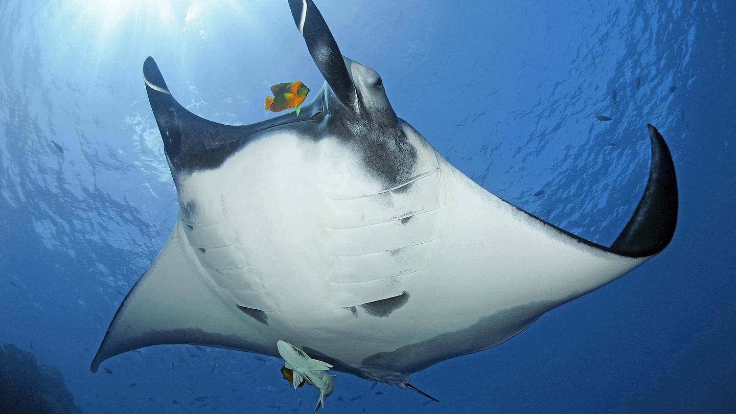 Riesenmanta (Manta birostris) mit Schiffshalter (Remora remora) und Diadem-Prachtkaiserfisch (Foto: IMAGO, imago/imagebroker)