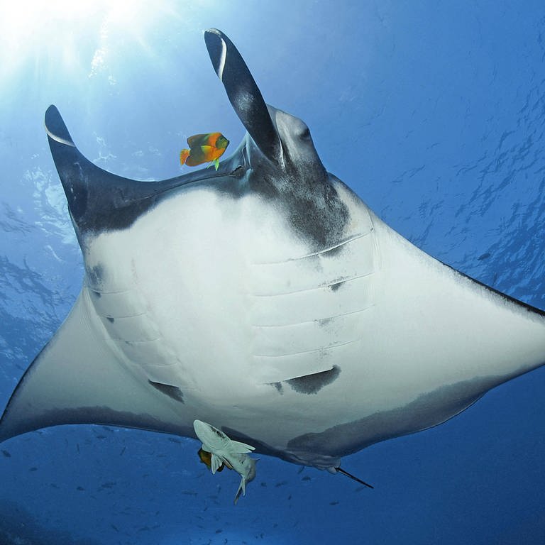 Riesenmanta (Manta birostris) mit Schiffshalter (Remora remora) und Diadem-Prachtkaiserfisch (Foto: IMAGO, imago/imagebroker)