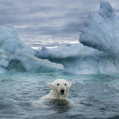 Ein Eisbär schwimmt in der Repulse Bay  Kanada nahe eines schmelzenden Eisbergs (Foto: imago images, imago images / Danita Delimont)