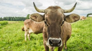 Kuh mit Hörnern auf der Weide: Tierschützer halten es für unnötige Qual, wenn Kühen die Hörner entfernt werden (Foto: imago images, imago images / Kickner)
