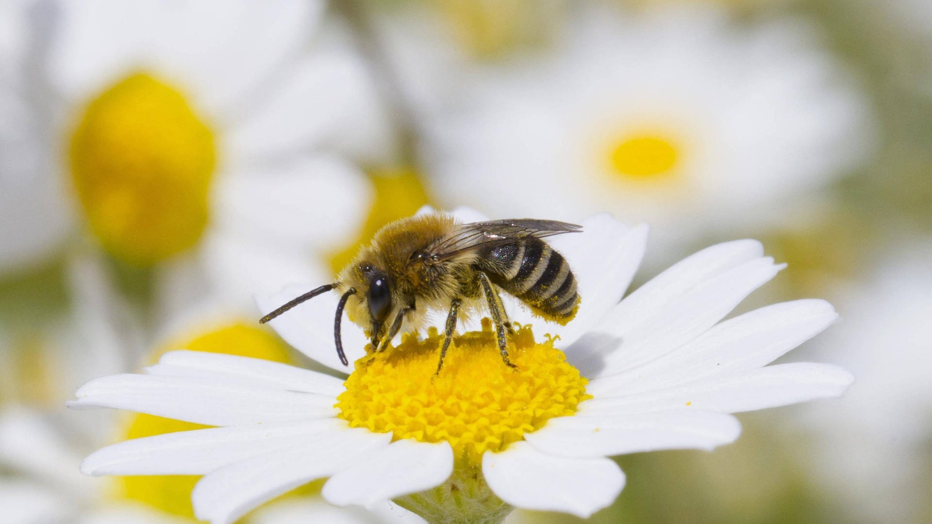 Die Biene In Der Kultur Honiggold Und Spitzer Stachel Swr2