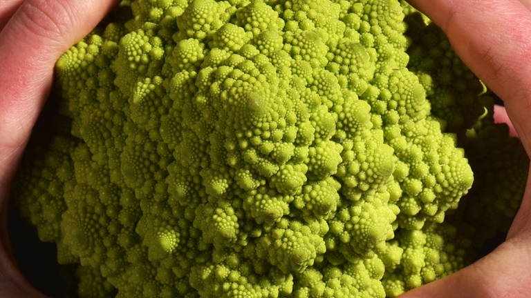 Romanesco: ein "fraktales Gemüse" und der Beweis, dass auch die Natur fraktale Organismen hervorbringt. (Foto: picture-alliance / Reportdienste, picture alliance / Universität Jena)