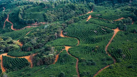 Kaffeefarm "Fazendas Dutra" in Brasilien (Foto: Luca Siermann)