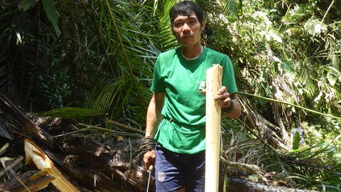 Sago: Ein Produkt des Regenwalds auf Borneo (Foto: SWR, Erhardt Schmid)