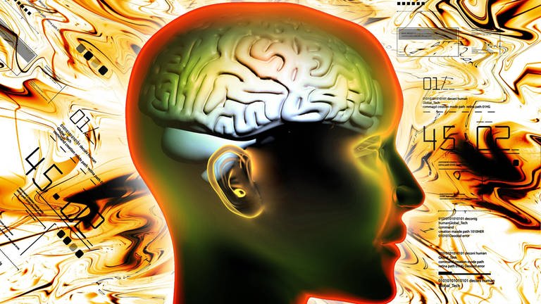 Gehirn einer Frau (grafische Darstellung): Offenbar beeinflussen Hunderte von Genen unsere kognitiven Fähigkeiten. Die Gehirne intelligenter Menschen verfügen über besonders effizient organisierte Nervenverbindungen. (Foto: IMAGO, imago images / Panthermedia)
