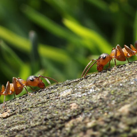 Zwei Ameisen begegnen sich im Wald: Bei Ameisen lassen sich Hygienemaßnahmen beobachten, die Infektionen durch kranke Tiere vermeiden sollen (Foto: imago images, imago images / YAY Images)