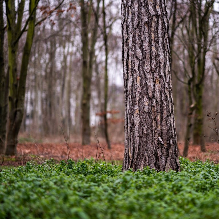 Bäume im Bois de Boulogne westlich von Paris  Frankreich (Foto: IMAGO, IMAGO / Hans Lucas)