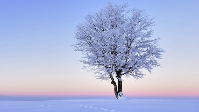 Verschneiter Baum im Morgenrot (Foto: imago images, IMAGO / imagebroker)