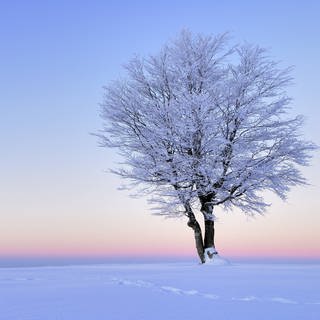 Verschneiter Baum im Morgenrot (Foto: imago images, IMAGO / imagebroker)