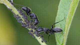 Ameisen auf einer Blattlauskolonie (Foto: imago images, Imago xblickwinkel/F.xHeckerx)