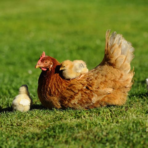 Sind die Hühner gesattelt? Ein Küken sitzt auf einem Huhn (Foto: imago images, IMAGO / blickwinkel)