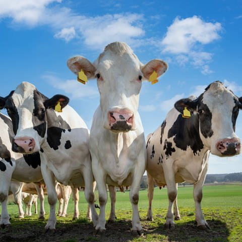 Kühe auf der Weide: Milch ist gesund, Rinderhaltung allerdings im Hinblick aufs Klima problematisch (Foto: IMAGO, IMAGO / Countrypixel)