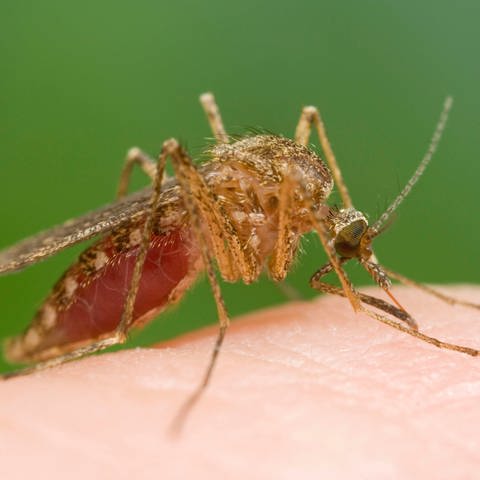 Anophels Mücke - Beißen und saugen Blut vom Menschen (Foto: IMAGO, IMAGO / Ardea)