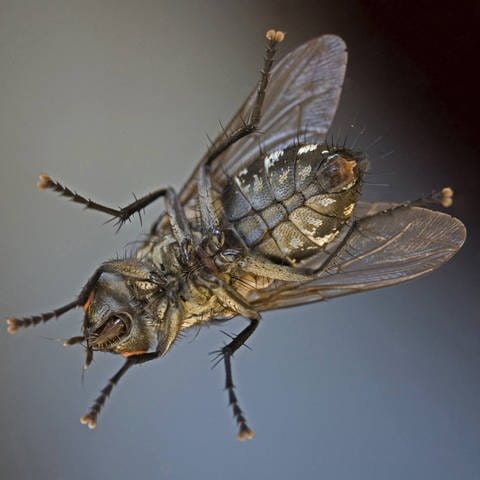 Stubenfliegen sind Insekten: Sie haben 3 Körperabschnitte und 6 Beine auf der Brust (Foto: picture-alliance / Reportdienste, picture alliance / blickwinkel/P. Fuchs | P. Fuchs)