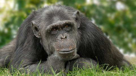 Schimpanse (Foto: imago images, IMAGO / Shotshop)