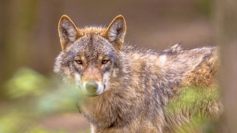 Wolf im Wald (Foto: imago images, IMAGO / agefotostock)