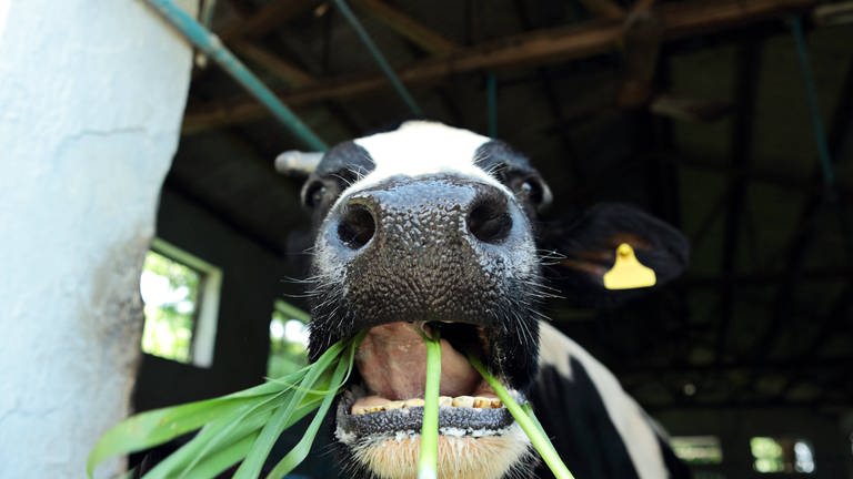 Eine Kuh in Nahaufnahme beim Gras fressen (Foto: IMAGO, IMAGO / YAY Images)