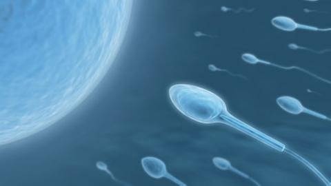 Grafik: Sperma schwimmen auf Eizelle zu. (Foto: Getty Images, Thinkstock -)