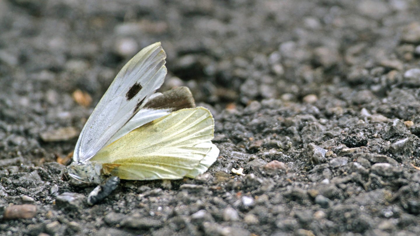 Toter Schmetterling auf asphaltiertem Boden (Foto: IMAGO, imago/Gottfried Czepluch)