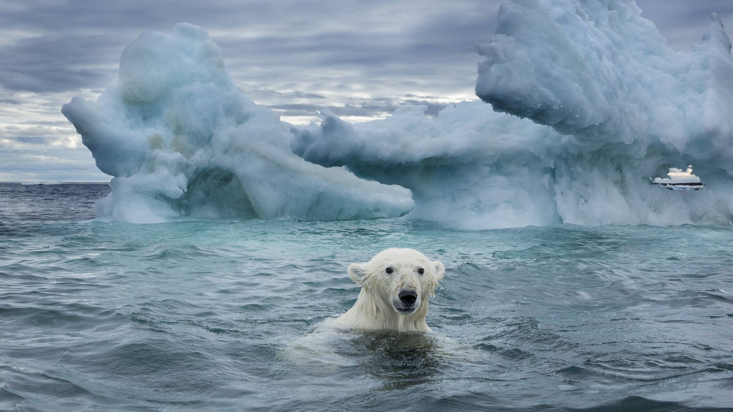 Ein Eisbär schwimmt in der Repulse Bay / Kanada nahe eines schmelzenden Eisbergs (Foto: IMAGO, imago images / Danita Delimont)