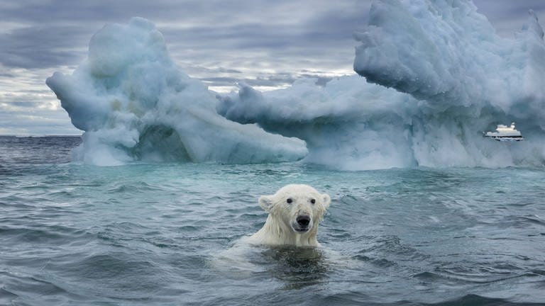 Ein Eisbär schwimmt in der Repulse Bay  Kanada nahe eines schmelzenden Eisbergs (Foto: IMAGO, imago images / Danita Delimont)