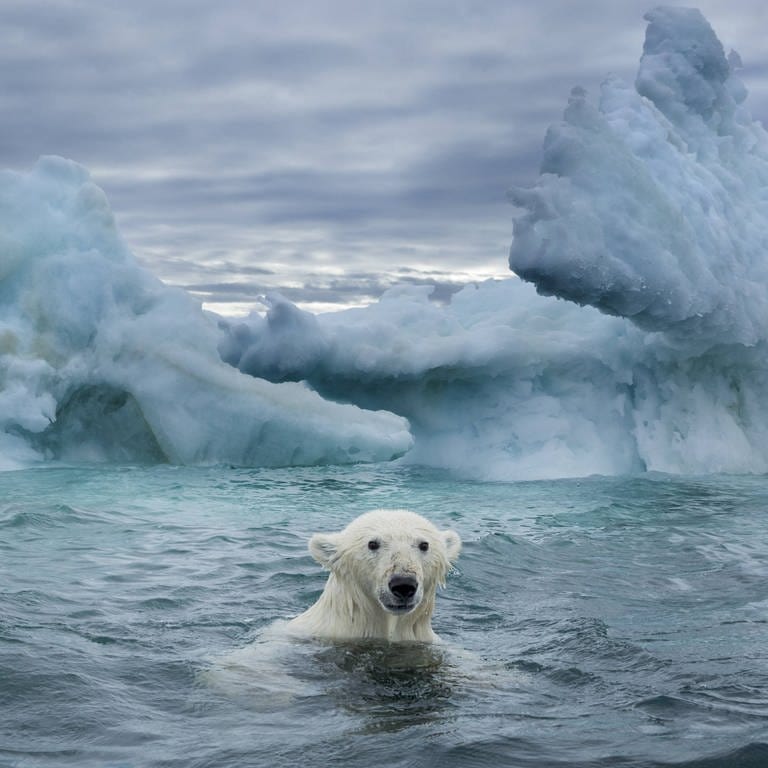 Ein Eisbär schwimmt in der Repulse Bay  Kanada nahe eines schmelzenden Eisbergs (Foto: IMAGO, imago images / Danita Delimont)